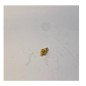 1N5157 Tekelec Silicon Power Multiplier Diode